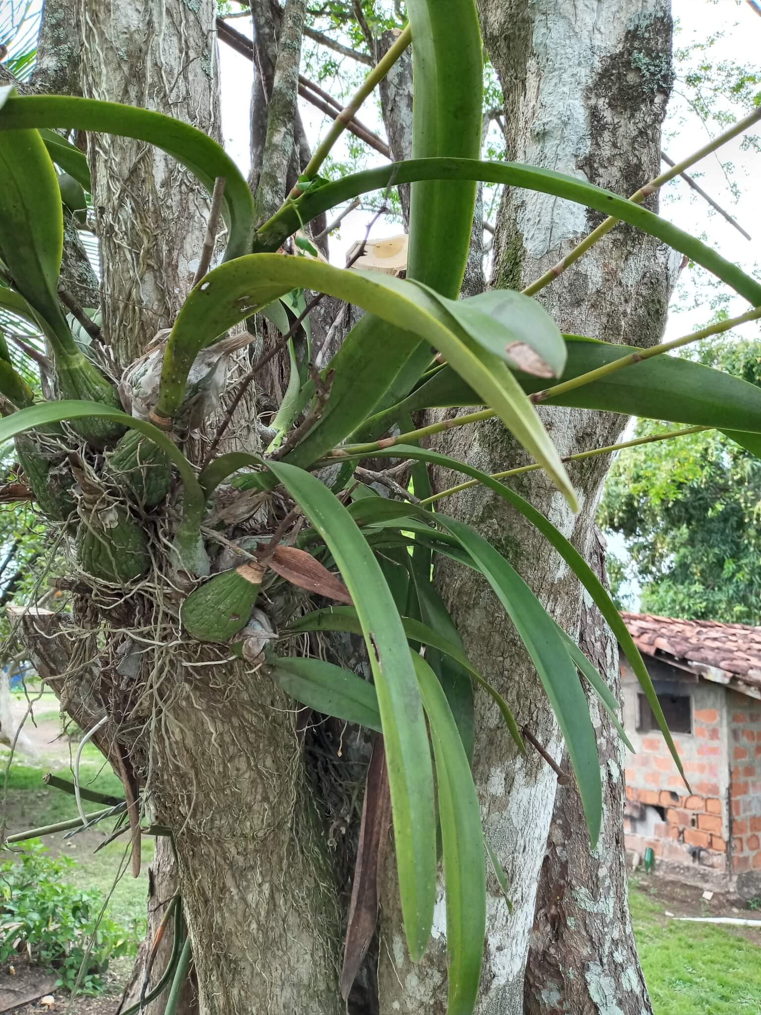Encyclia cordigera